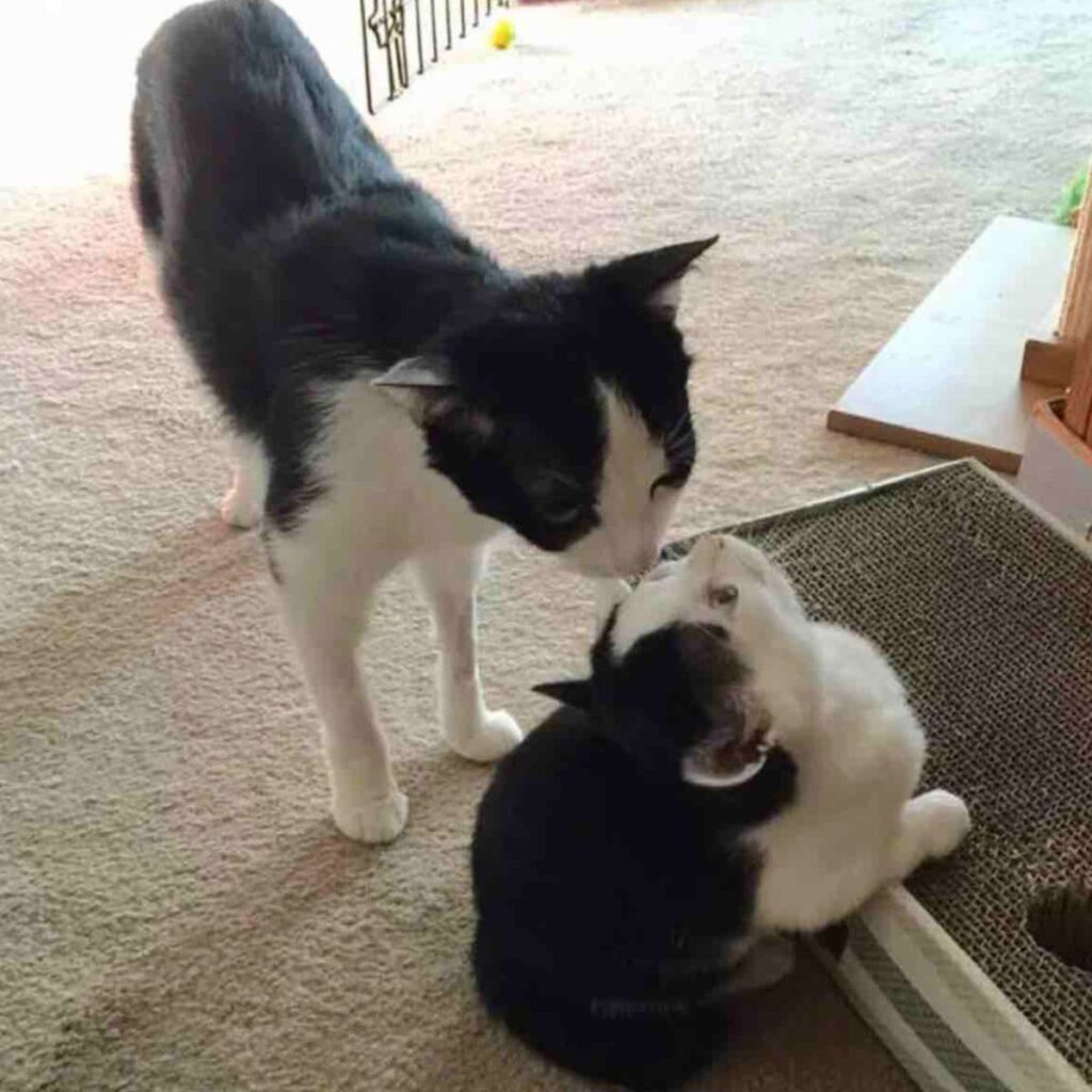 The cat is sniffing another cat