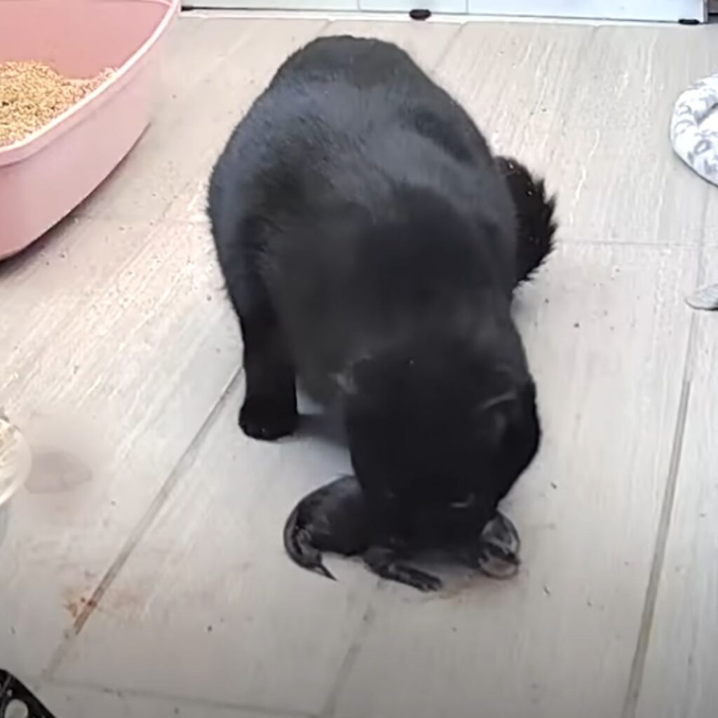 The cat is sniffing her kittens