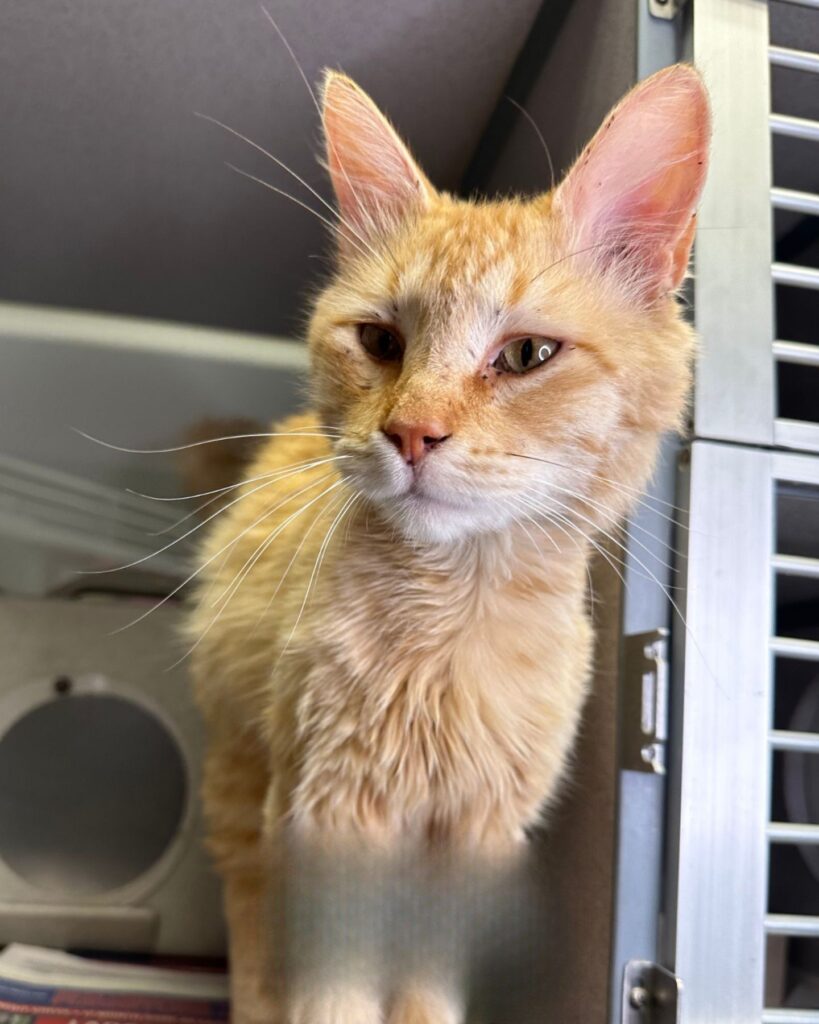 The cat is standing in front of the cage