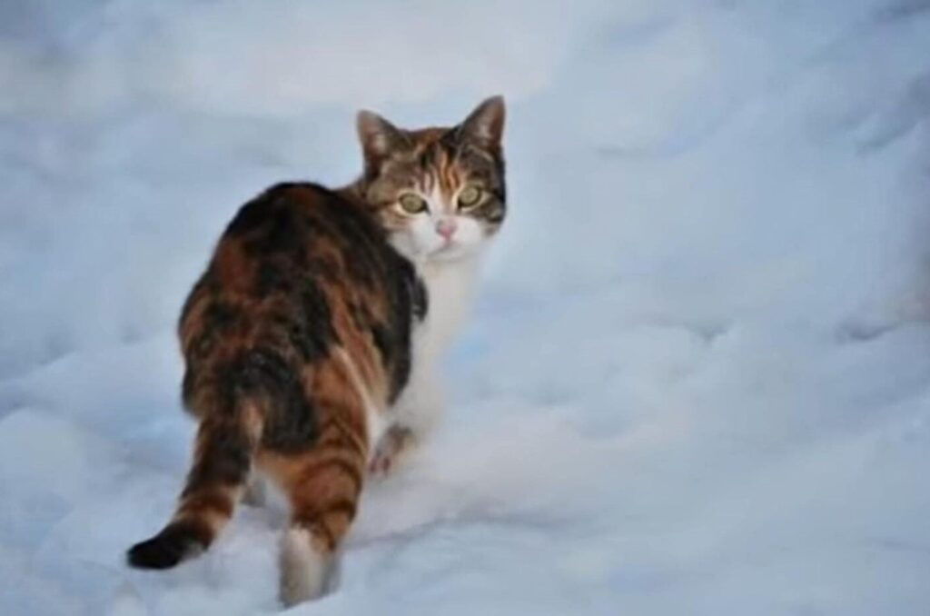 The cat is standing in the snow