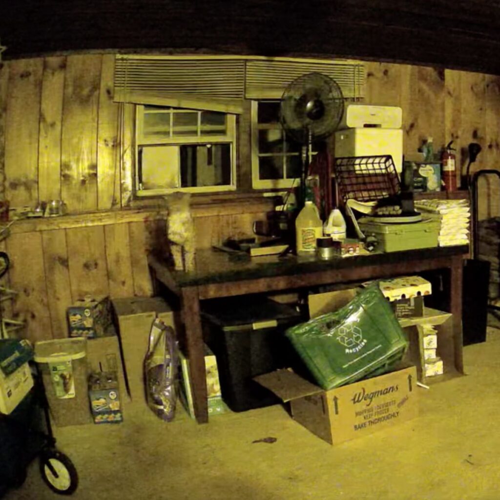 The cat is standing on the desk