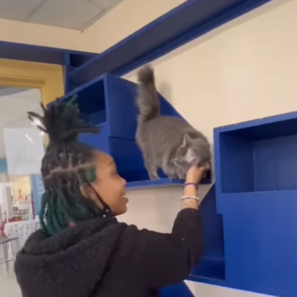 The cat on the shelf is being petted by a woman