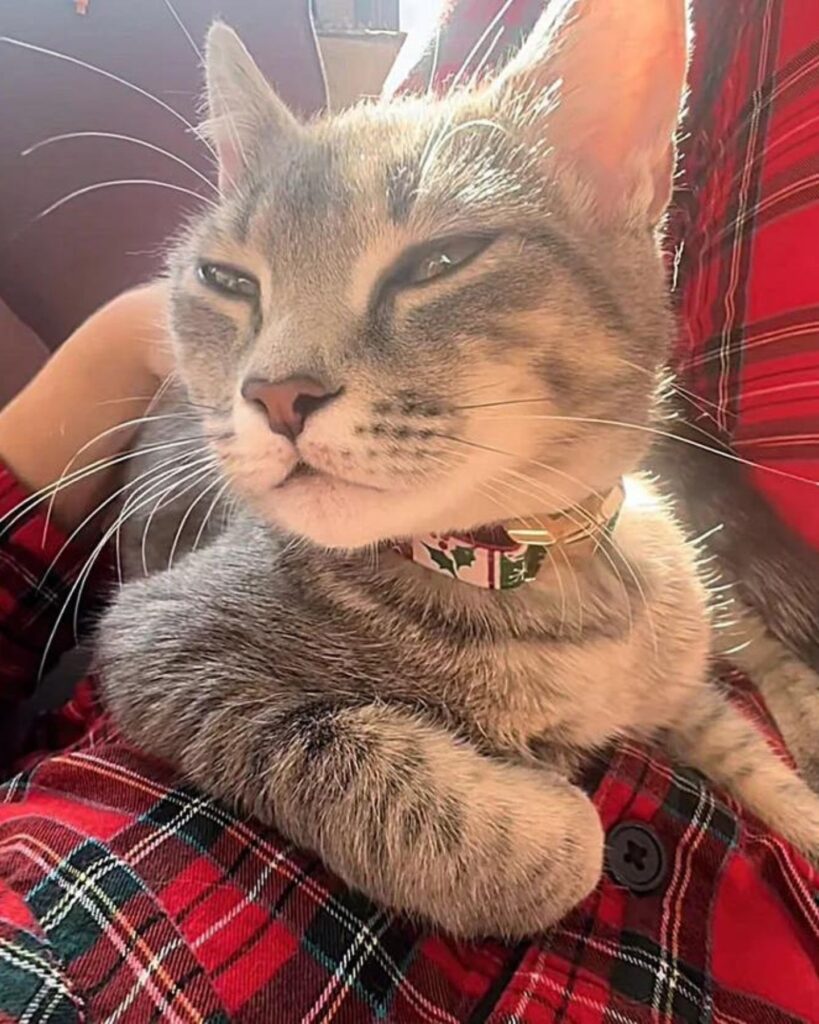 The cat purrs at the woman