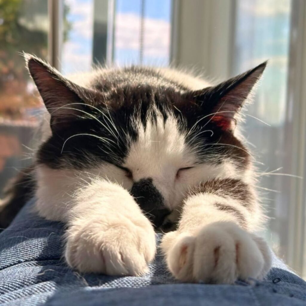 The cat sleeps with its paws outstretched