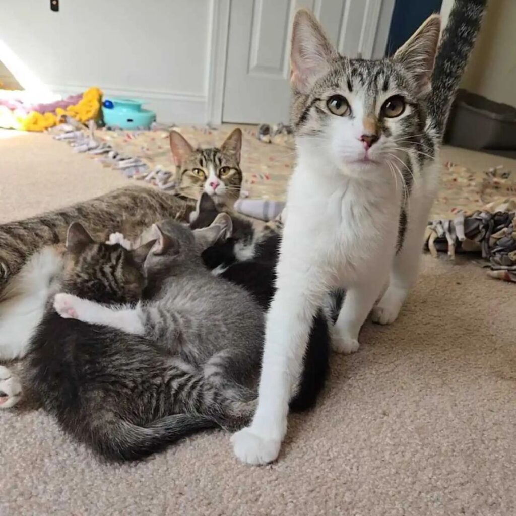 The cat stands while the kittens lie down