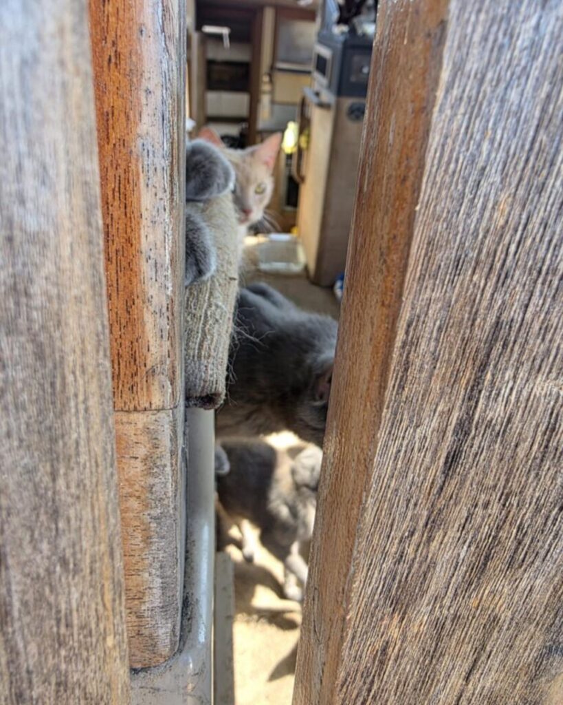 The cats on the boat are lying down