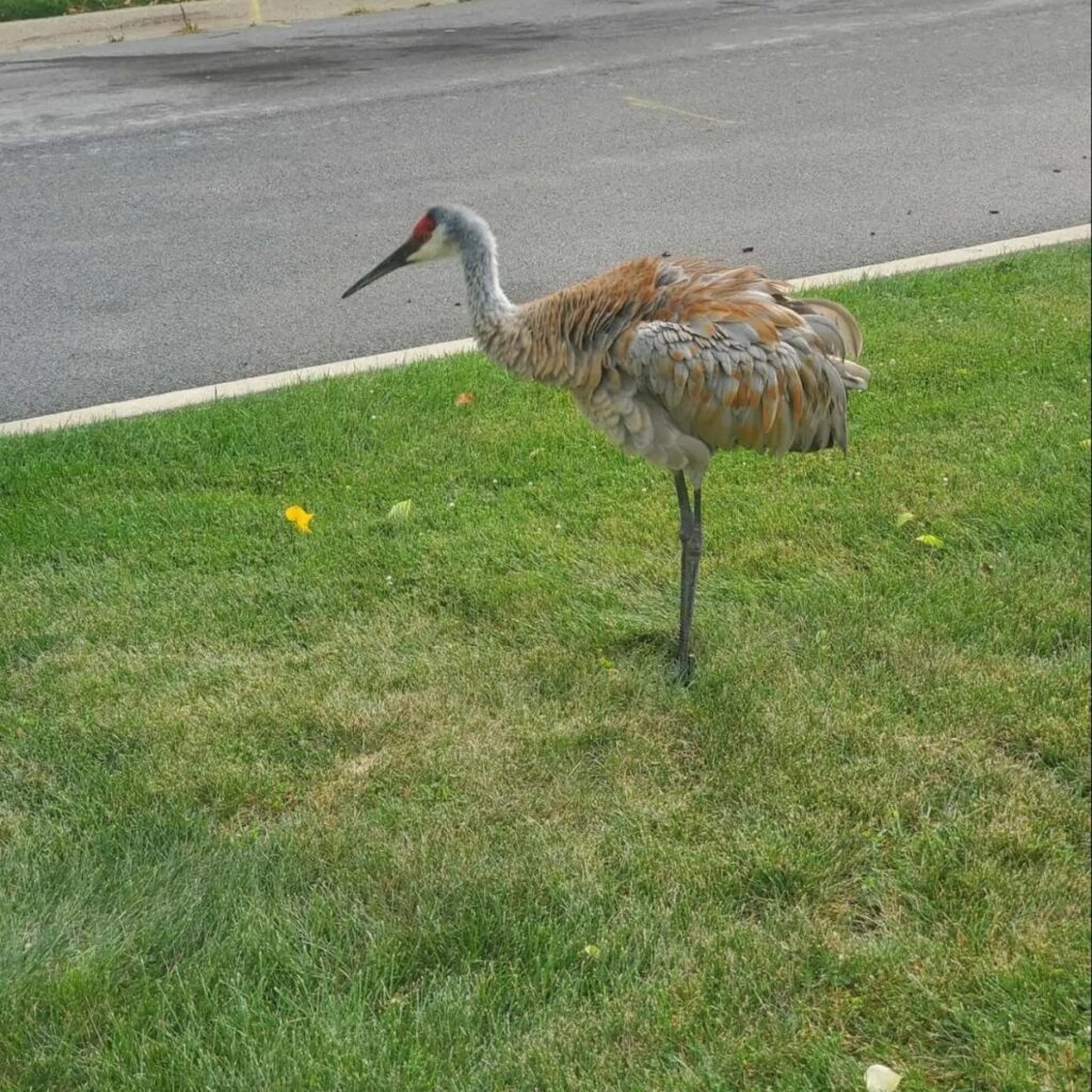 The crane is standing on the grass