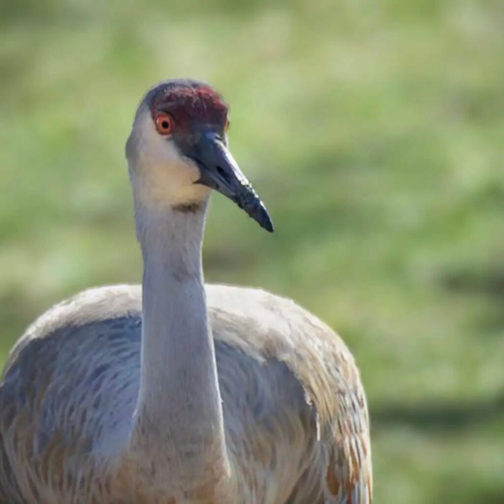 The crane looks into the distance