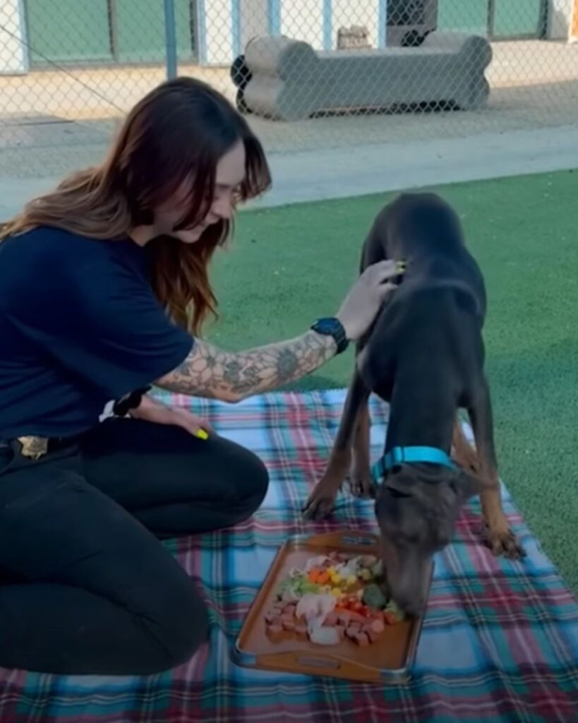 The dog eats from the table