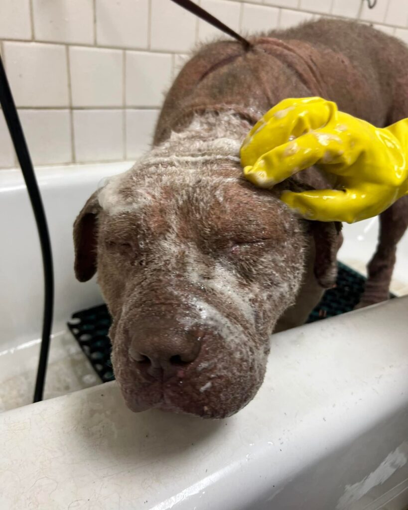 The dog is bathing in the bathtub