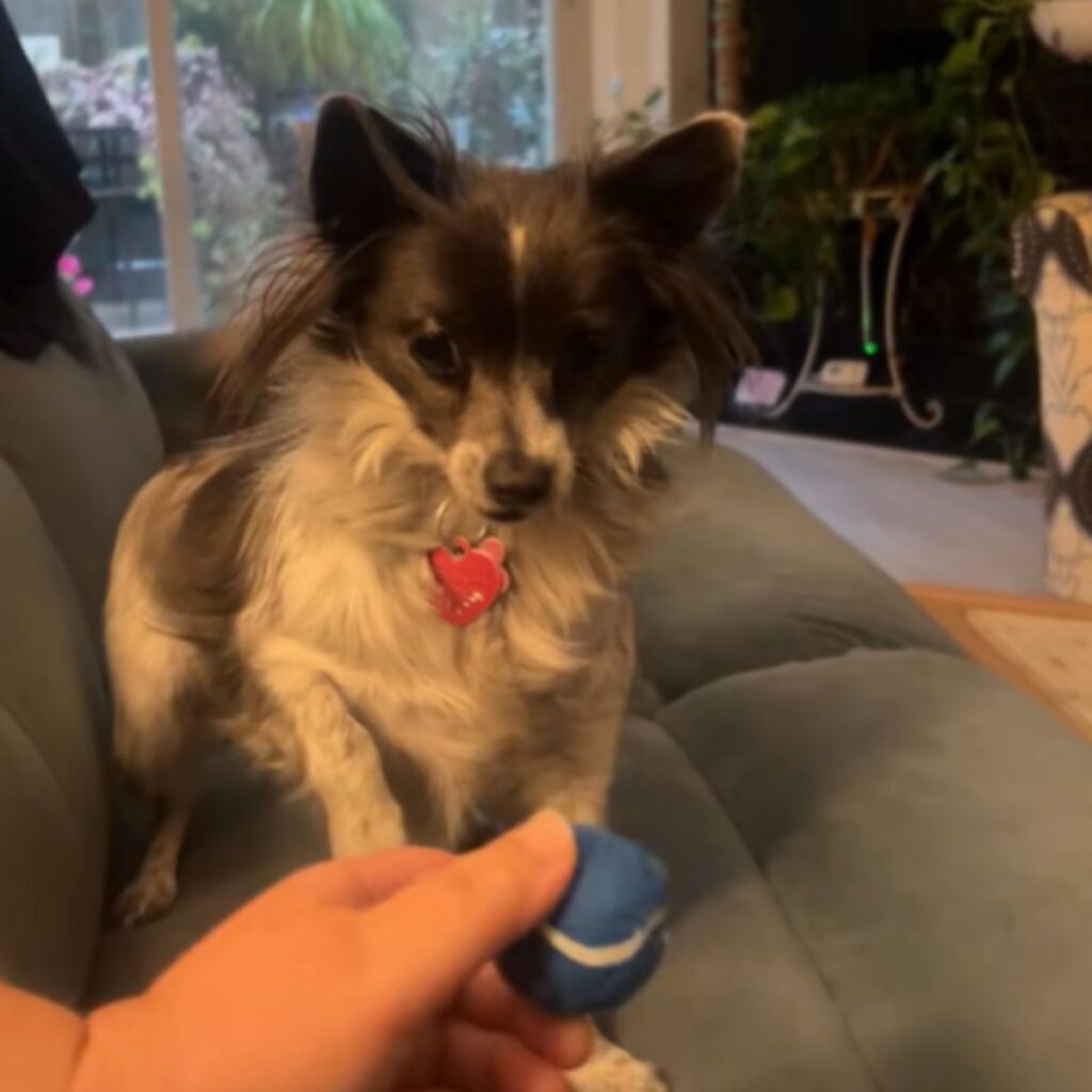 The dog is looking at the ball the man is holding