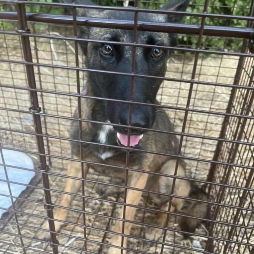 The dog is looking out of the cage