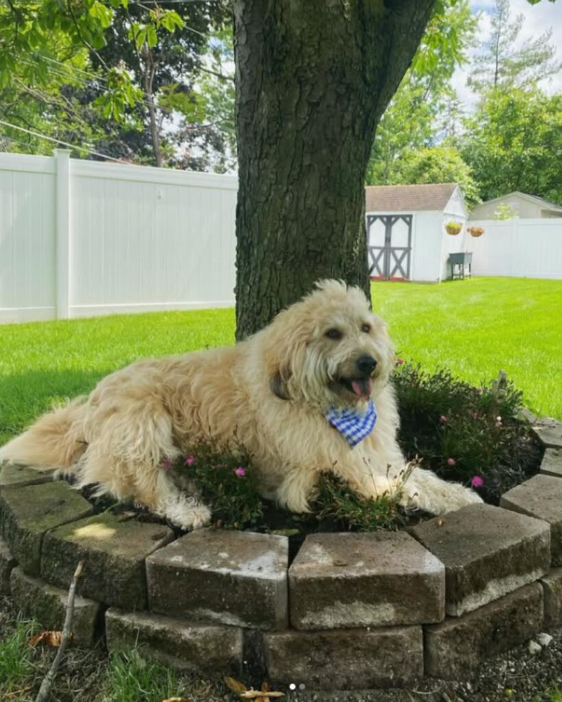 The dog is lying in the flowers under the tree
