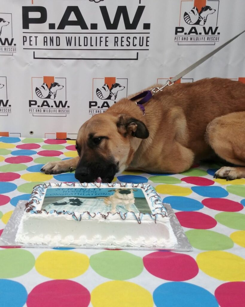 The dog is lying next to the cake