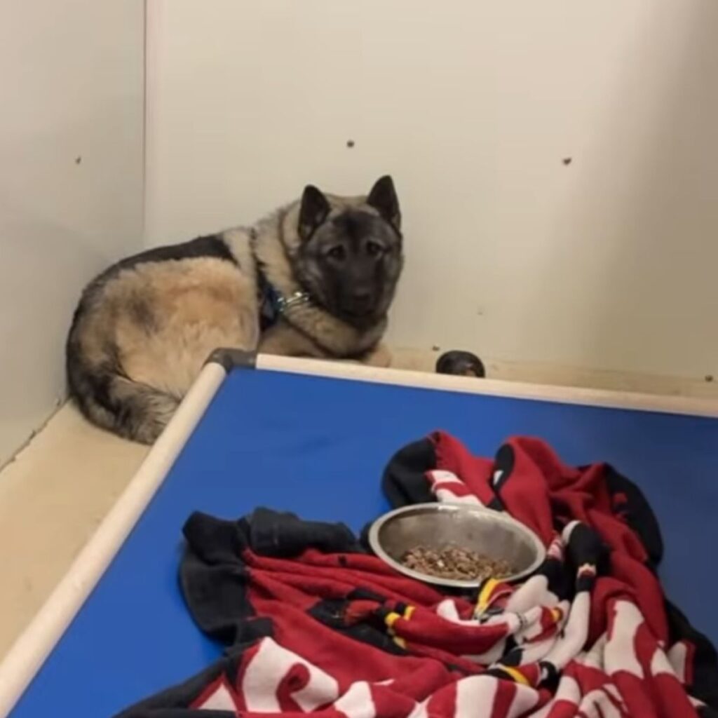 The dog is lying on the floor