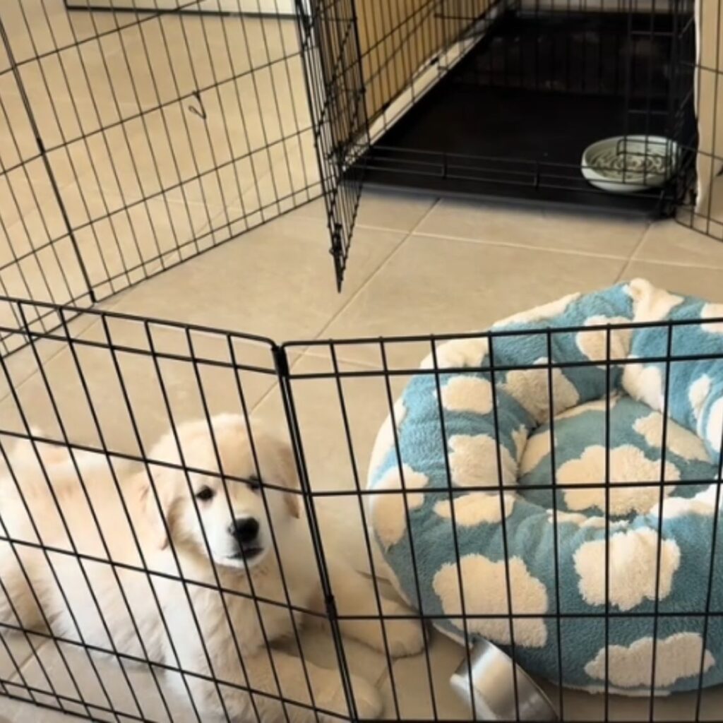 The dog is lying on the floor by the fence