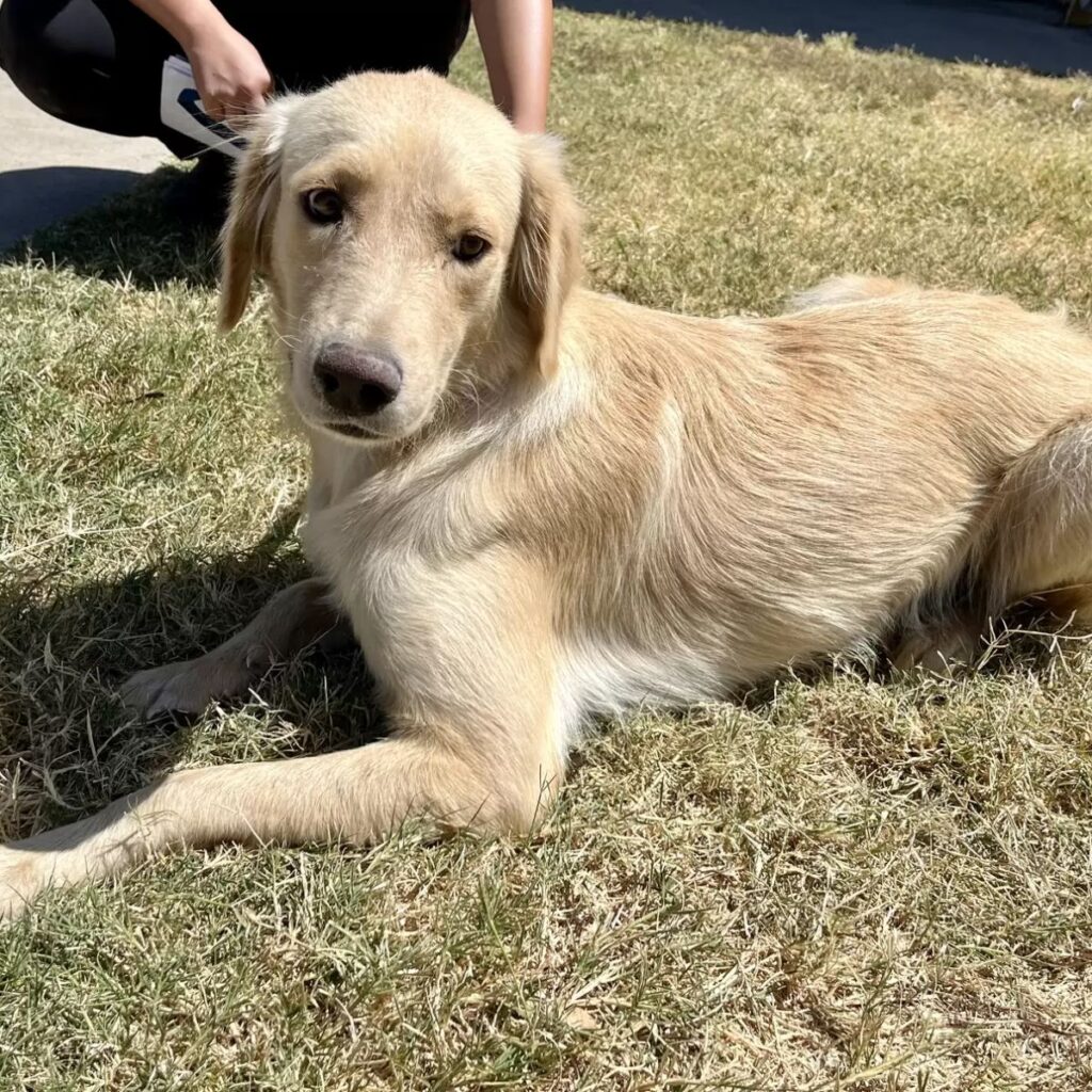 The dog is lying on the grass