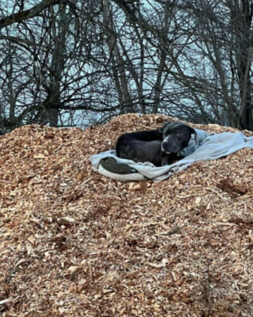 The dog is lying on the pile