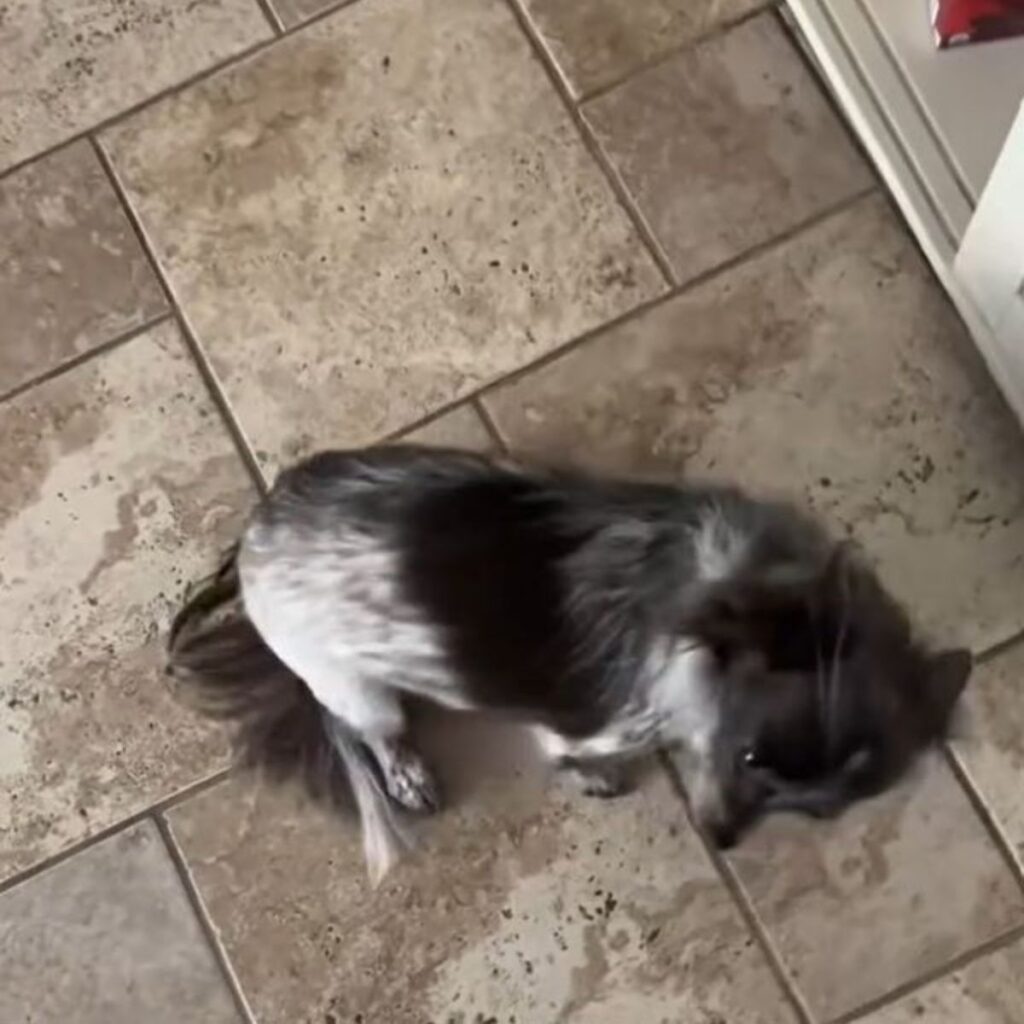 The dog is lying on the tiles in front of the door