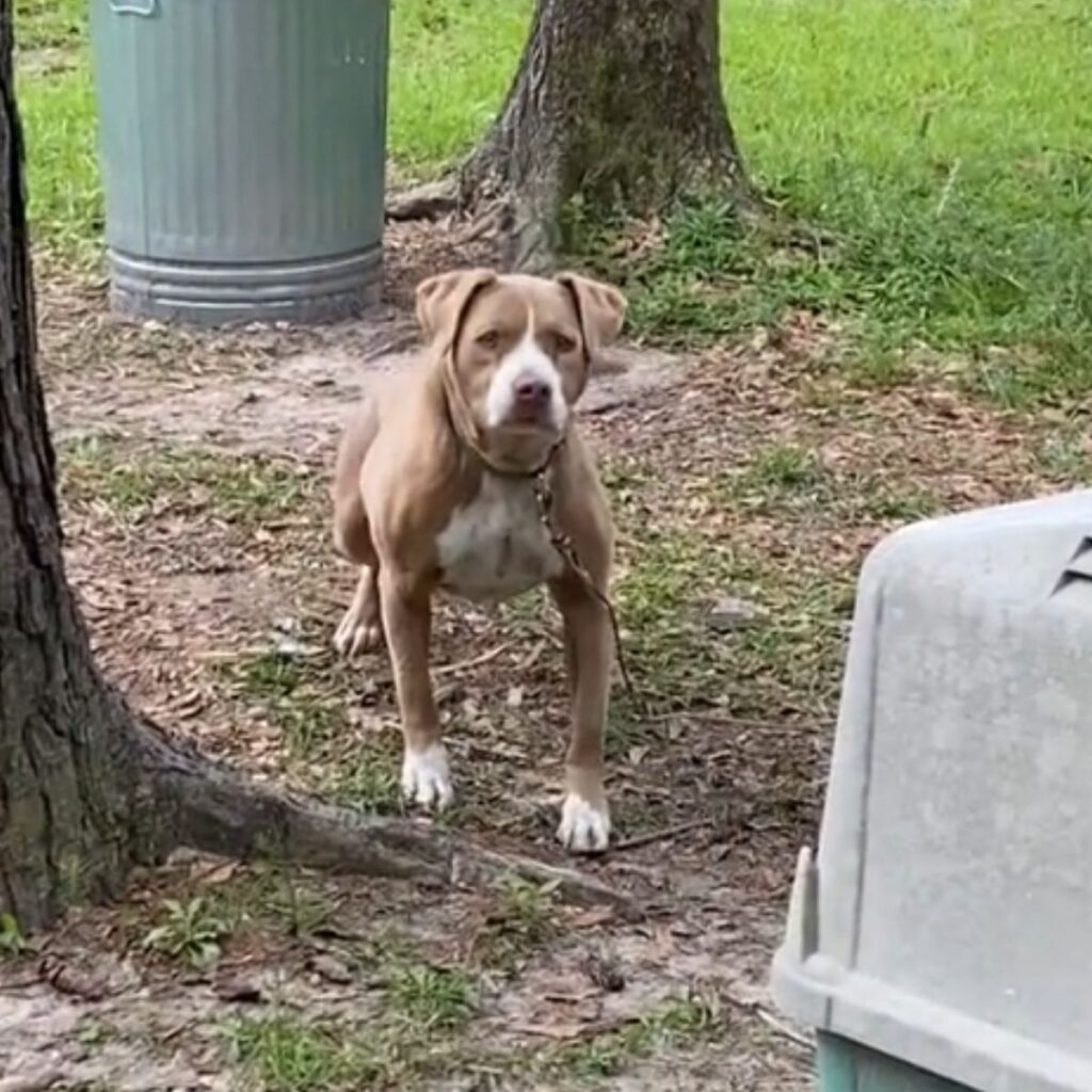 The dog is on a leash