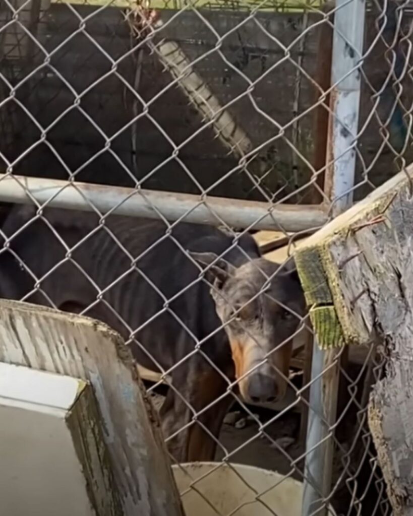 The dog is peeking out of the cage