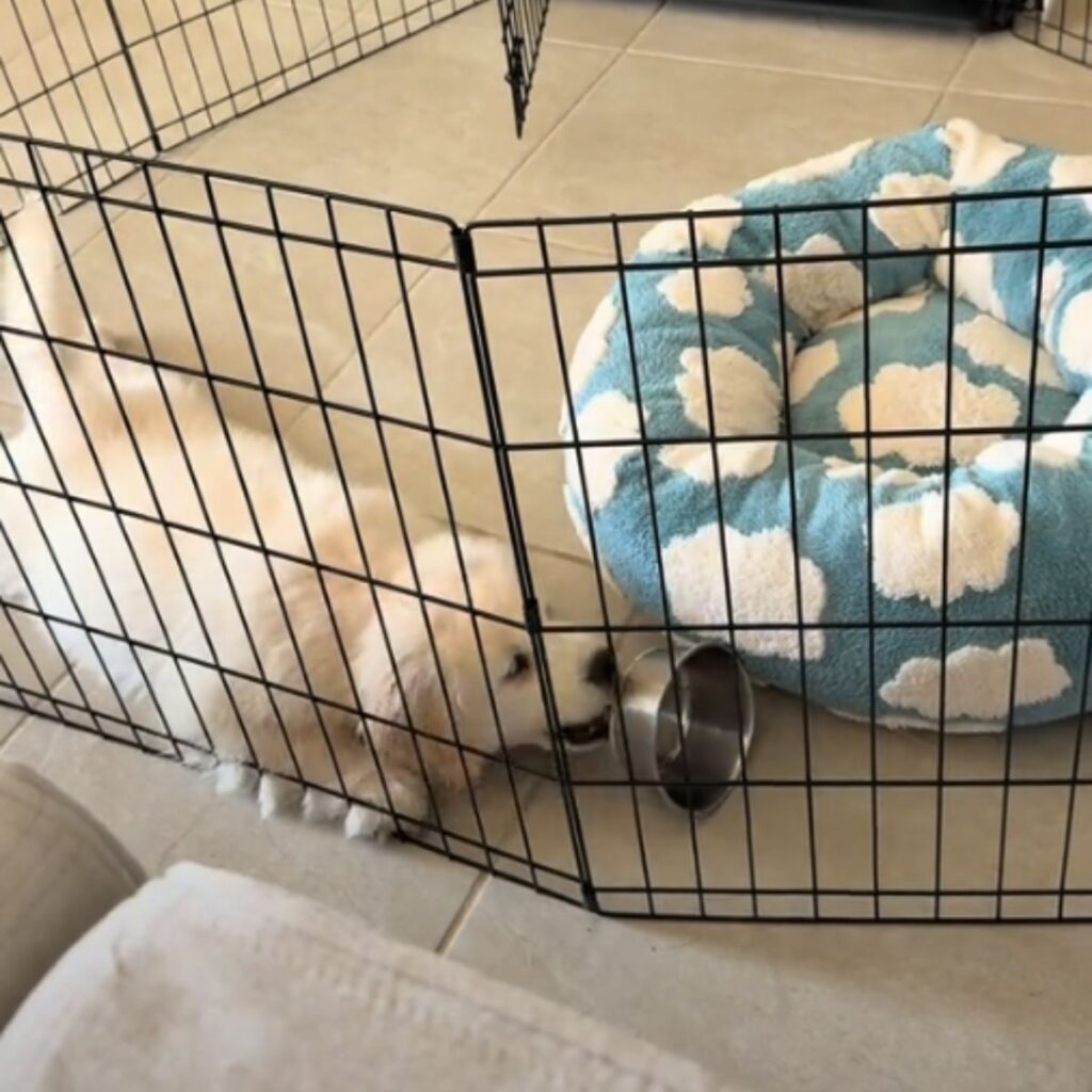 The dog is playing with the bowl