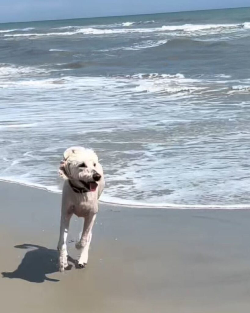The dog is running on the beach