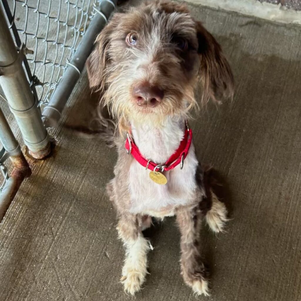 The dog is sitting by the fence