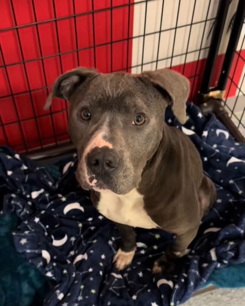 The dog is sitting in a cage