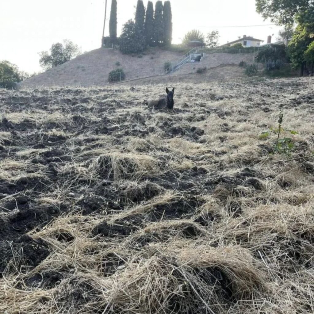 The dog is sitting in the meadow