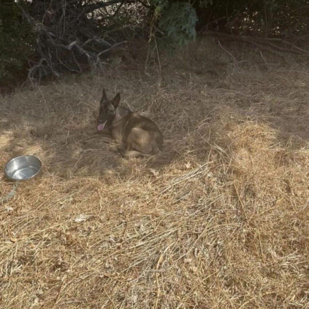 The dog is sitting in the shade