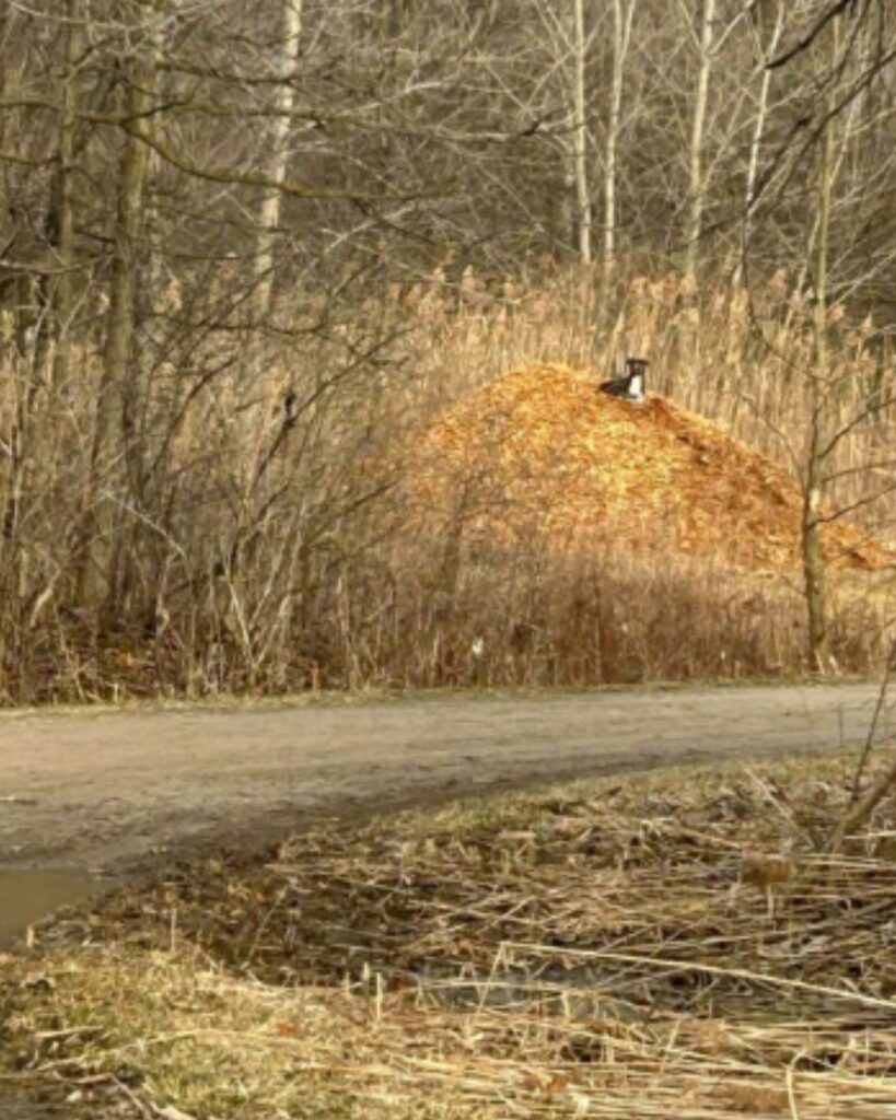 The dog is sitting on a hill