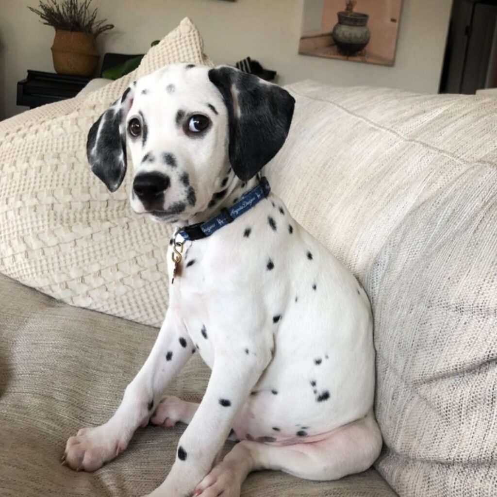 The dog is sitting on the couch