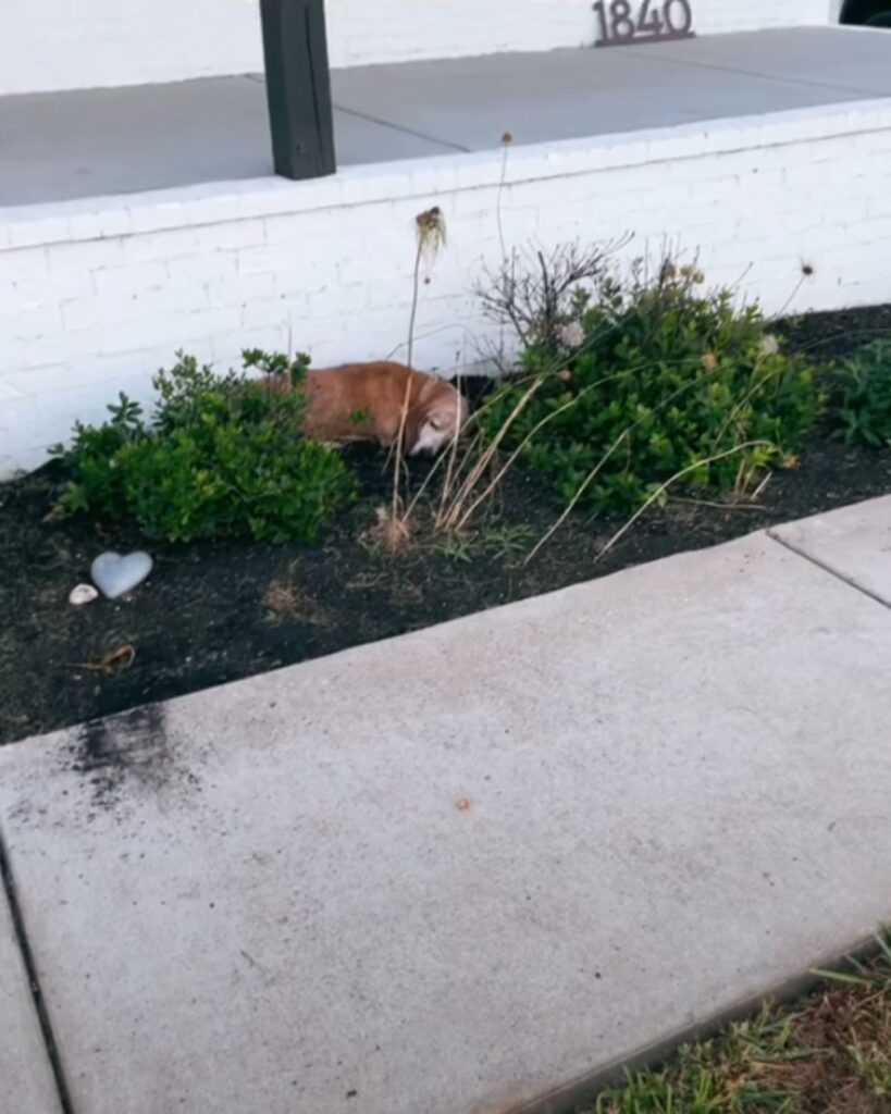 The dog is sleeping in the flower garden