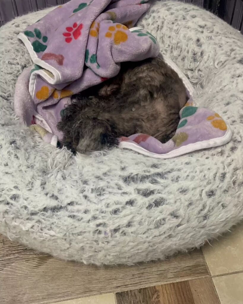 The dog is sleeping wrapped in a blanket