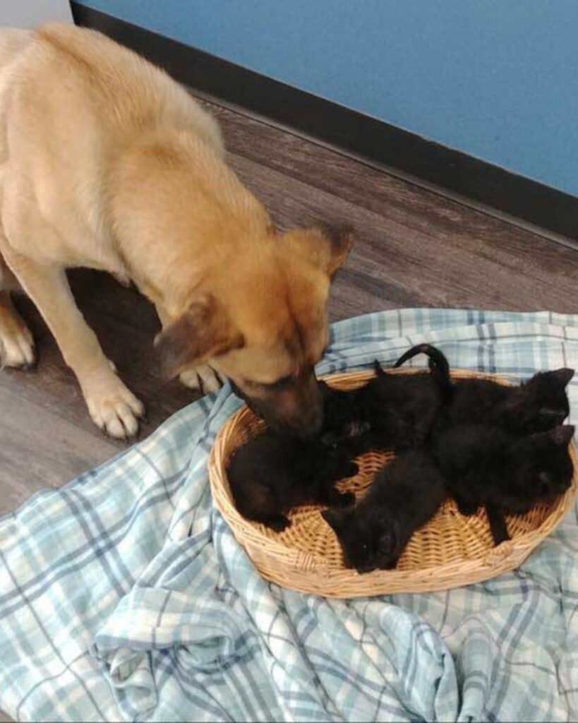 The dog is sniffing the kittens in the basket