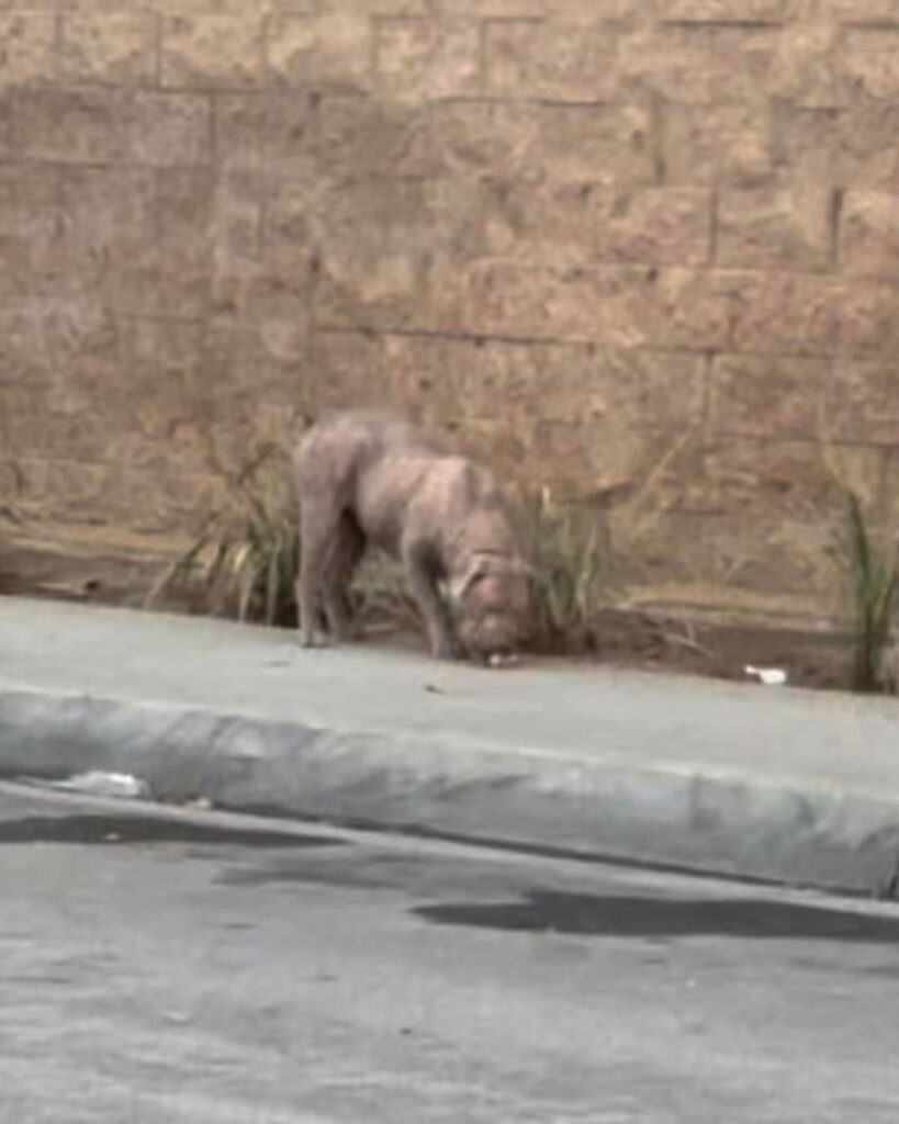 The dog is sniffing the sidewalk