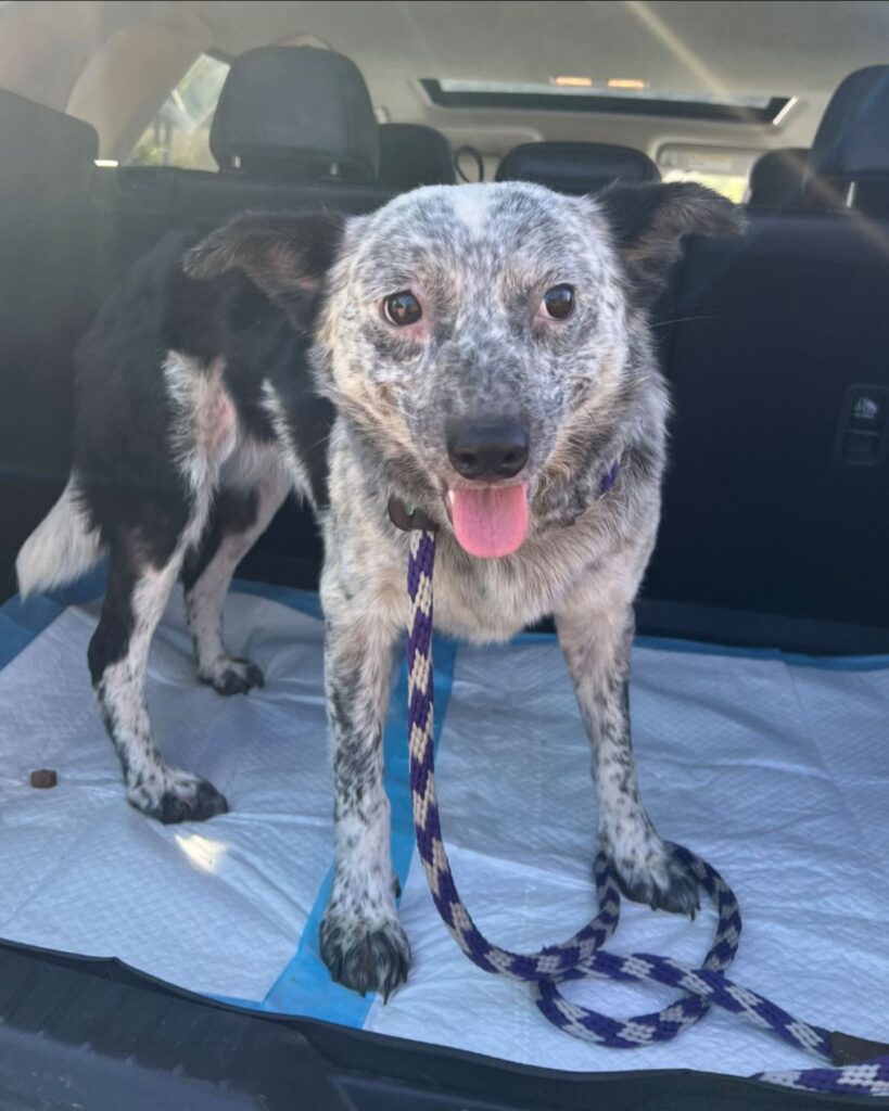 The dog is standing in the trunk