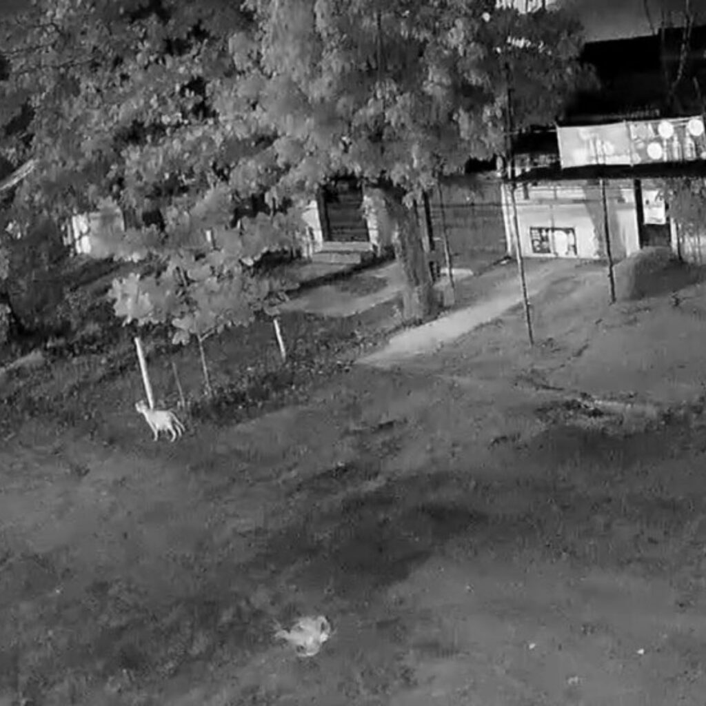 The dog is standing in the yard