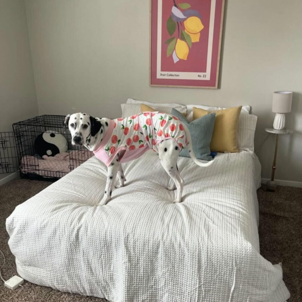 The dog is standing on the bed