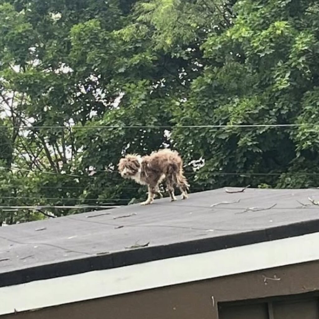 The dog is standing on the roof