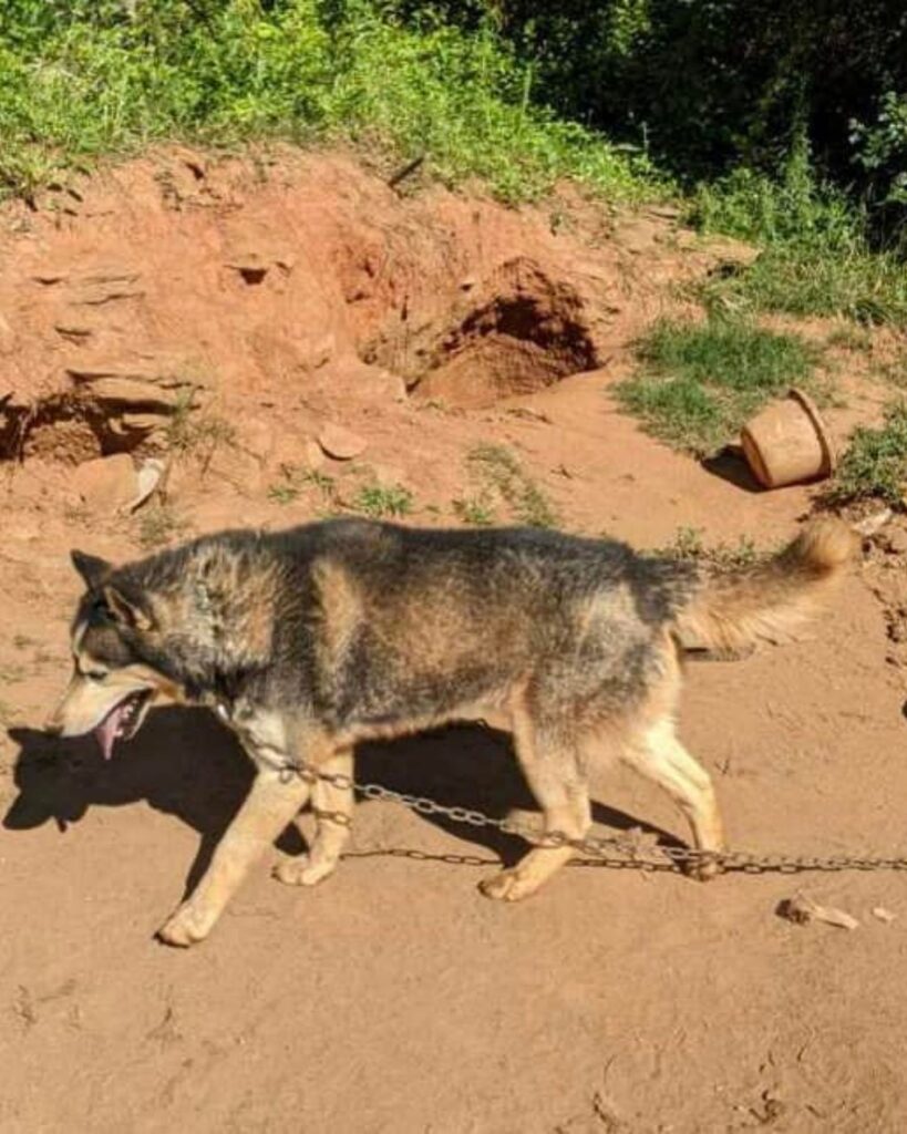 The dog is walking on a leash