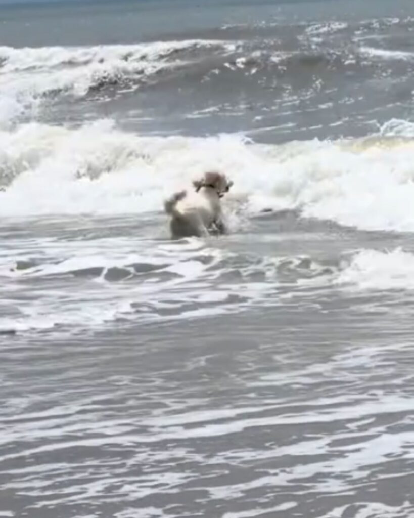 The dog runs into the water