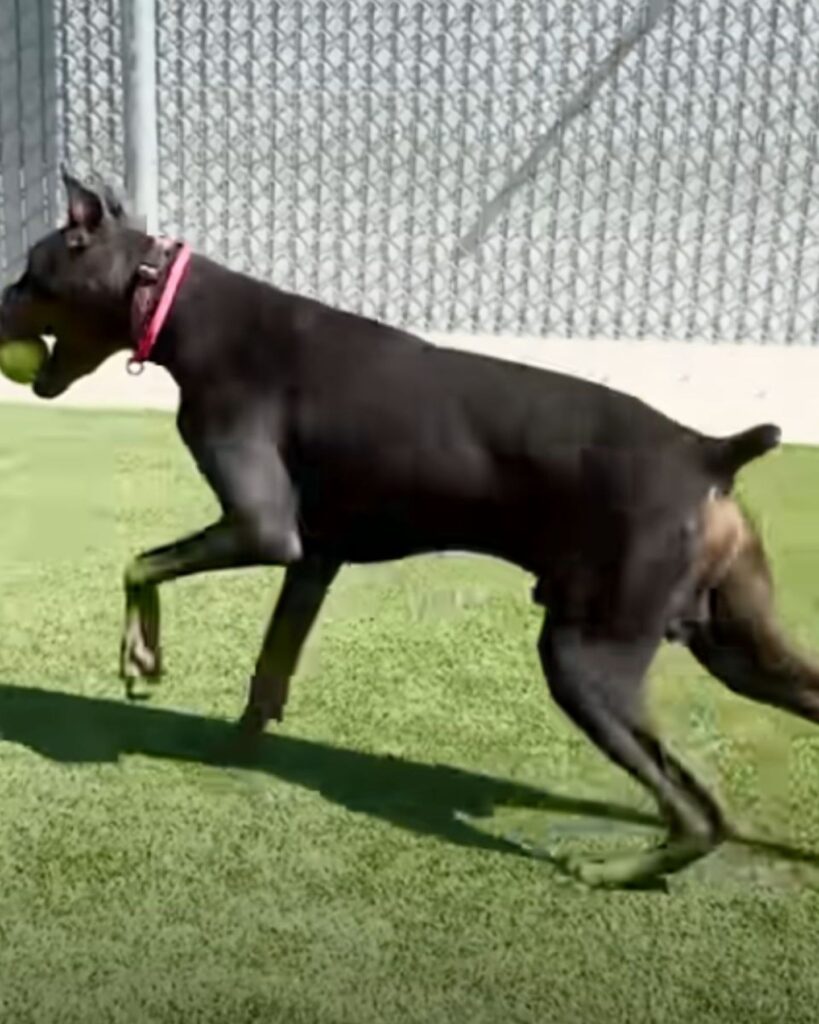 The dog runs with a ball in its mouth