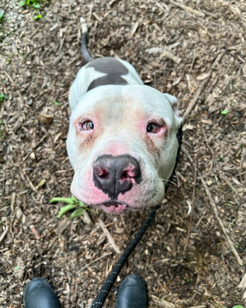 The dog sits and looks at the man