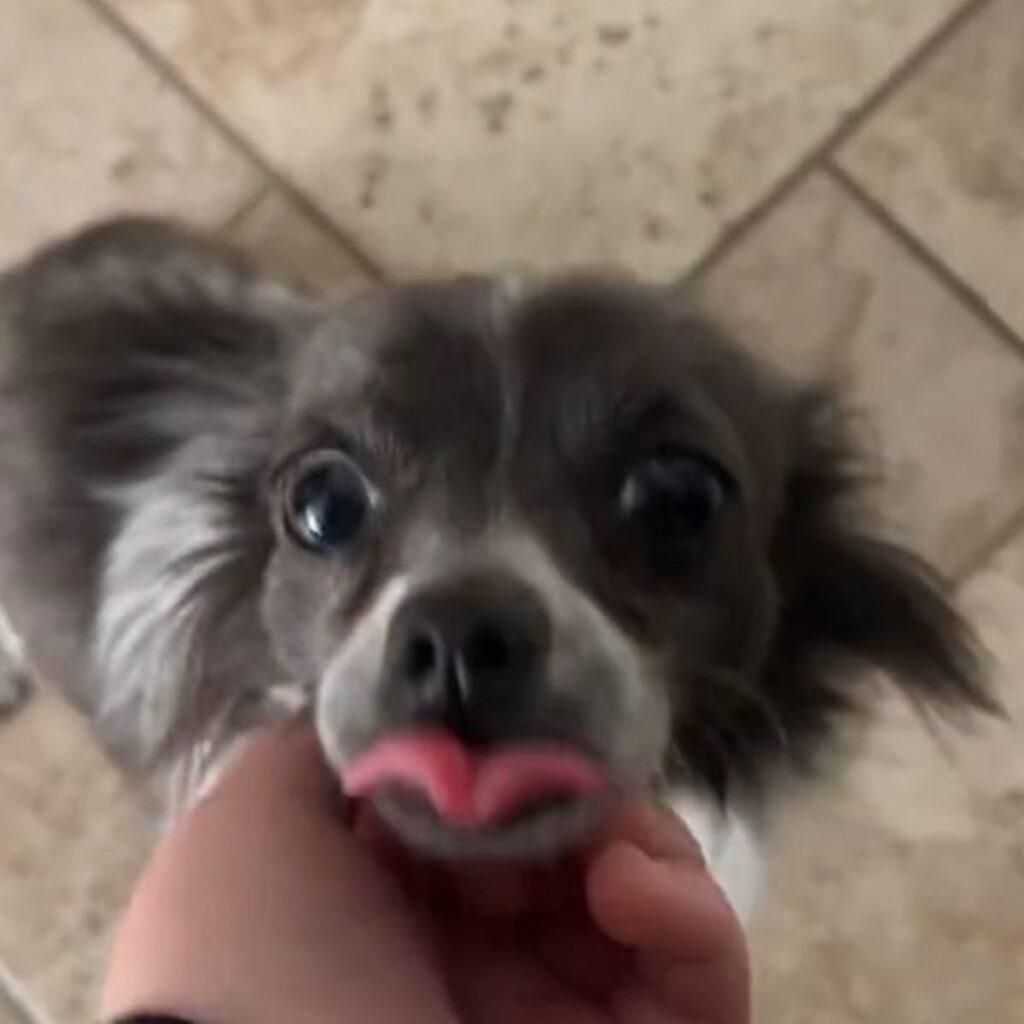 The dog stuck out its tongue