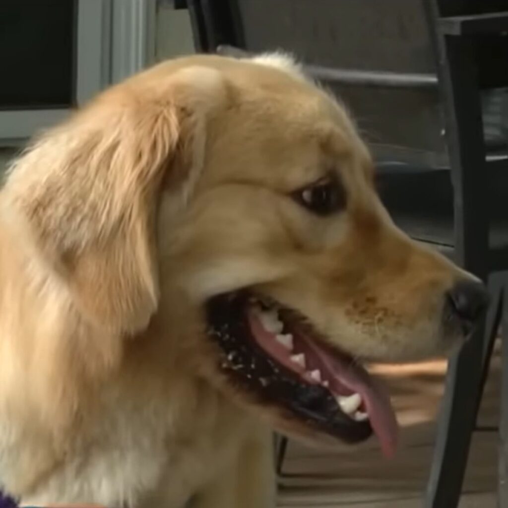 The dog stuck out its tongue