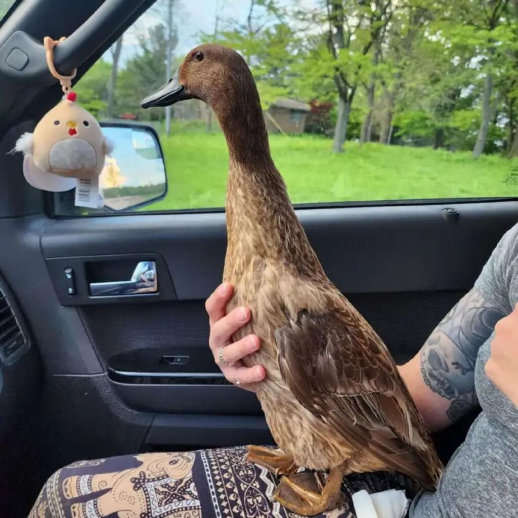 The duck is enjoying a car ride