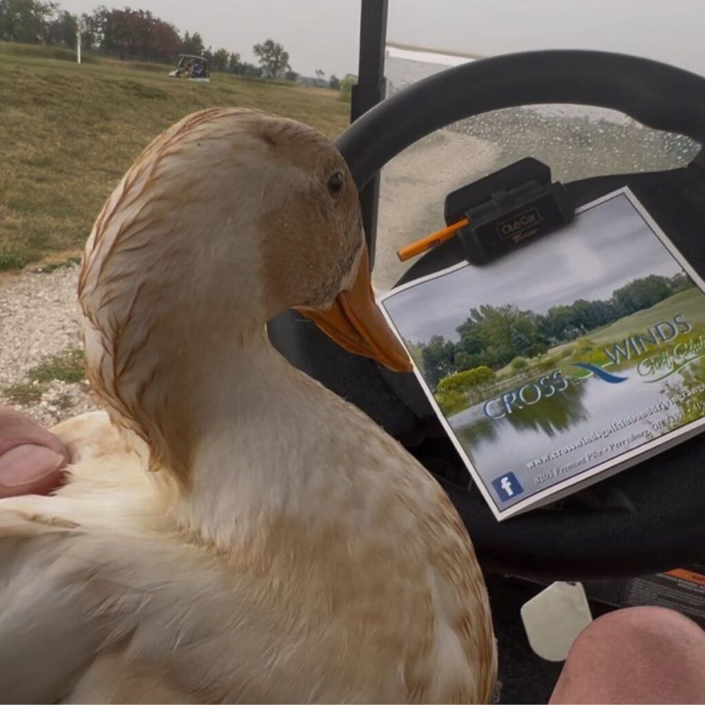 The duck is riding in a baseball car