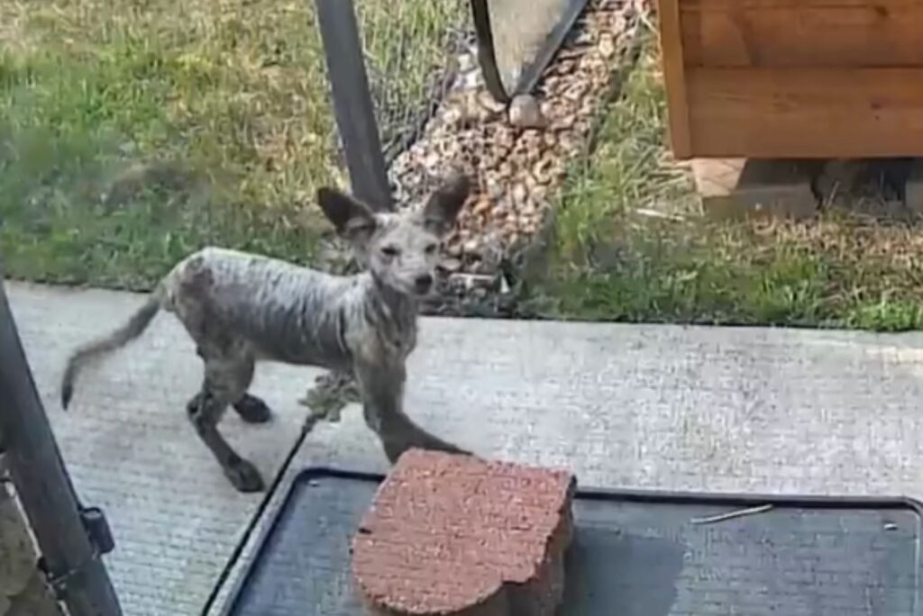 The fox is looking at the camera